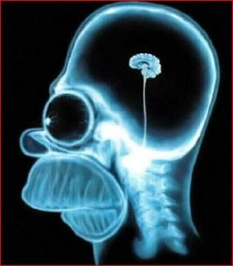 Homer Simpson's Brain