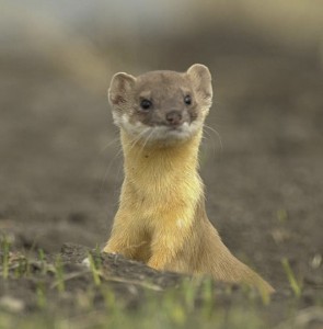 long_tailed_weasel